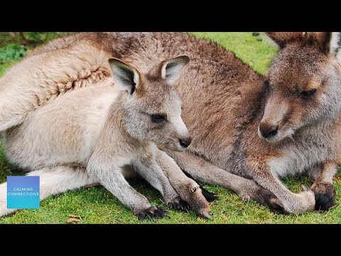 Quiet Music For Kids In The Classroom - Kangaroos - Relaxing music for elementary classroom