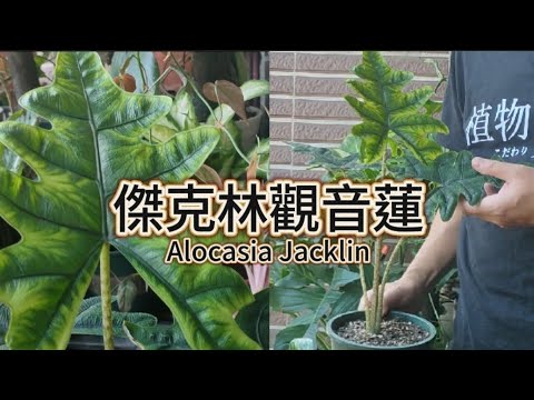 葉型深邃迷人的傑克林觀音蓮|叉型葉裂的網紅植物|Alocasia Jacklin|植物男子