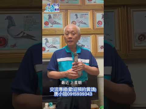 ［已交流］每季必用的高入賞鴿系！高低代近親兼顧骨骼肌肉各方面條件的超優質配對，壞天氣會讓你有意想不到的收穫！