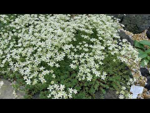 初夏の高山植物室（2024年5月16日）