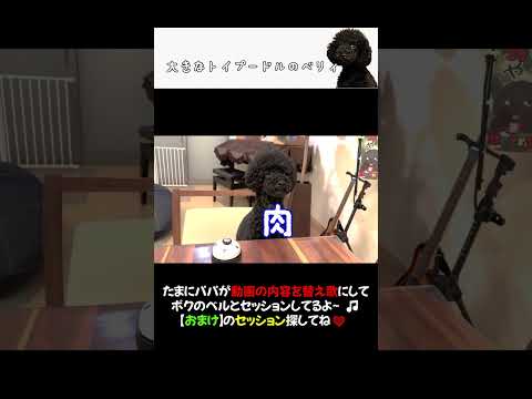 犬とセッション🎵巡恋歌【替え歌】