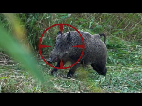 EPIC GIANT WILD BOAR SHOTS, ACTION HUNT SCENES, HOG HUNTING #hunting #wildboar