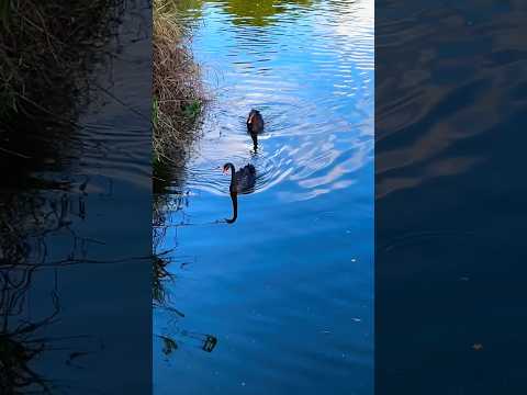 桃園  慈湖黑天鵝🦢