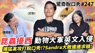 台大昆蟲系昆蟲擾西 帶動物學英文？Sandra嚇到花容失色！擾西對寵物蟑螂和普通蟑螂雙標？| ( ft.  @deethebugbuff6953  ）驚奇脫口秀#247