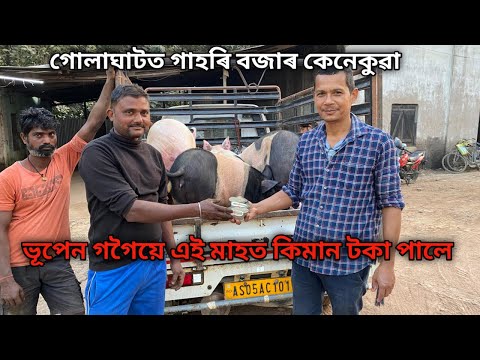 গোলাঘাটত গাহৰি বজাৰ কেনেকুৱা।Pig Farm |Pig Farm Assam