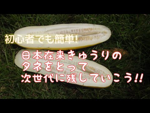 【初心者でも簡単】日本在来きゅうりの種取りをしよう‼︎