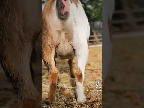 ✨ Day 1 past Honey’s due date✨ #goatsoftiktok #farm #goats #miniaturegoats