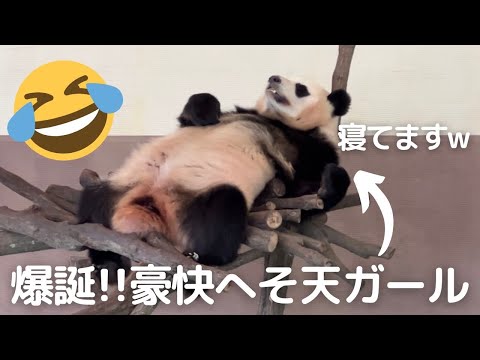 【楓浜】寝相が..😂これは..事件現場だよ寝？w寝てるだけでも笑いを起こす子パンダ🍁