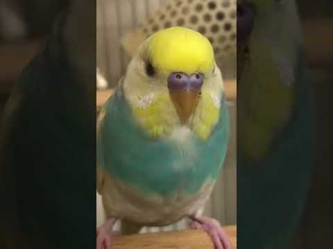 「これはボールですか？」「いいえ、インコです。」 #shorts #セキセイインコ #budgie #かわいい #すいちゃん #ボール