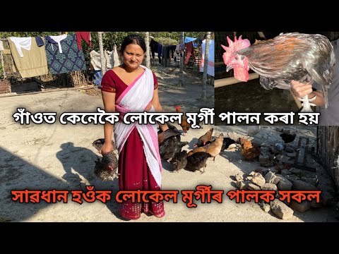 সাৱধান হওঁক লোকেল মূৰ্গীৰ পালক সকল |Local Murgi |Local Murgi farm