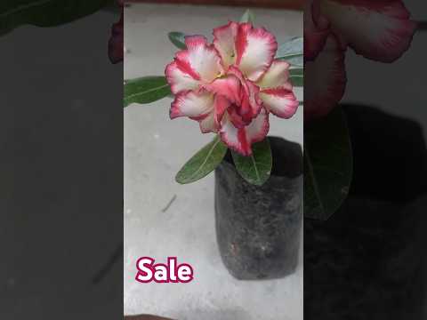 Adenium plants sale🌺#gardendreams #adenium #plants #youtubeshorts #desertrose #aglonema #flowers