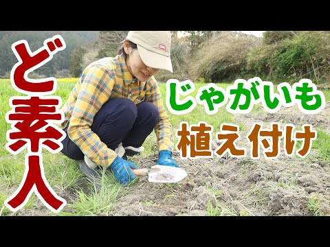 【正解が分からない】ど素人がじゃがいもの植え付けに初挑戦