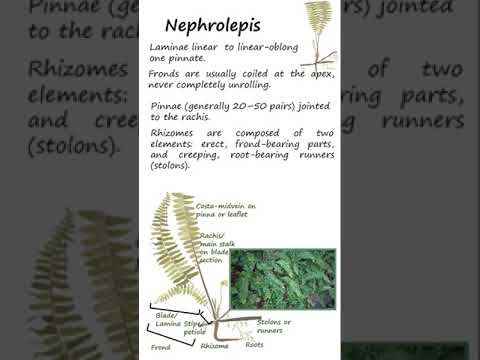 Fern Family Nephrolepidaceae; Genus Nephrolepis #shorts