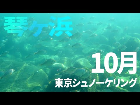 ＃１０琴ヶ浜でシュノーケリング（2016年10月）【東京シュノーケリング】