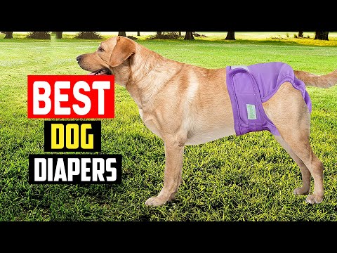 ✅ Top 5 Best Dog Diapers for Your Canine Friend in 2023