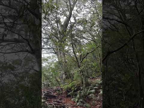 2024.10.23包場內鳥嘴山 稜線上風大雨小