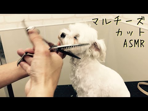 マルチーズのカット【ASMR】