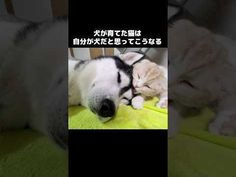 犬が育てた猫は自分が犬だと思ってこうなります...笑#shots