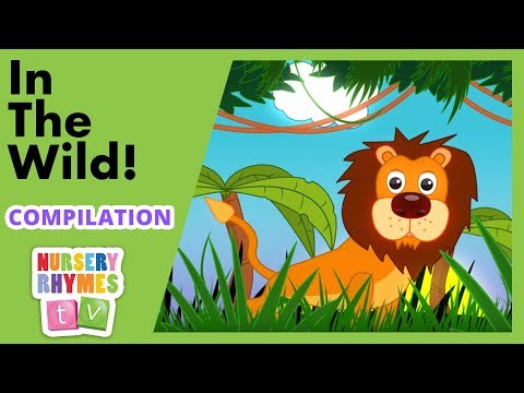 IN THE WILD! | Compilation | Nursery Rhymes TV | English Songs For Kids