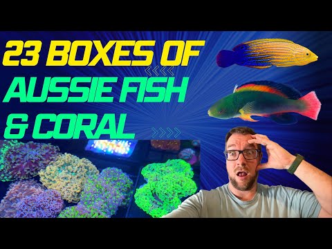 23 Boxes of Aussie Fish and Coral!