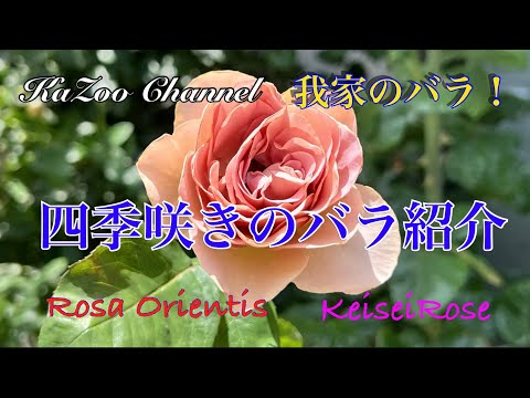 酷暑の中での二番花たち#バラ #シェエラザード＃シャルール #ロサオリエンティス #rose #rosé ＃カフェラテ#VOICEVOX:四国めたん