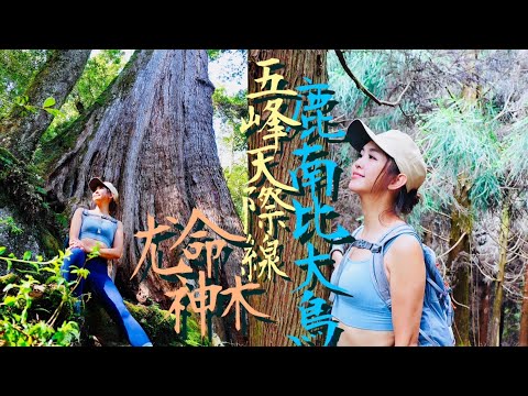 練超能力？10小時登5高山！⛰️五峰天際線【鹿南比大鳥縱走】尤命神木壯闊如峭壁！杉林高聳入天際！