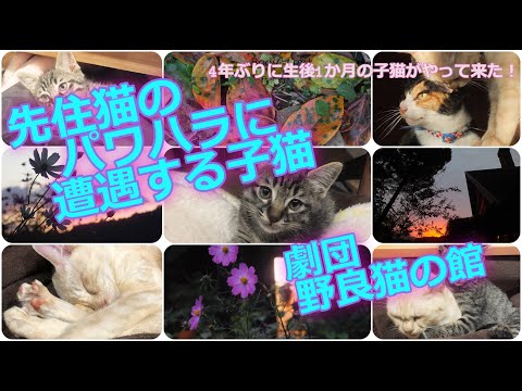 《猫のパワハラ》4年ぶりに生後1か月の子猫がやって来た！《第2巻》”先住猫のパワハラに遭遇する子猫”編　オスサバトラ子猫レイの冒険　3匹の先住猫から猫パンチ連打を浴び成長する！ミケ、ミヨコ、リン、レイ