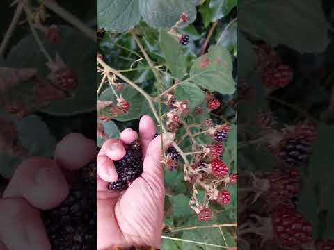 picking wild berries on my way home