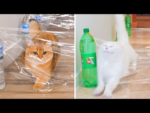 Cats vs Invisible Obstacles Challenge!