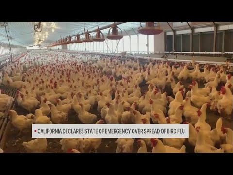 California Dept. of Health issues State of Emergency due to bird flu