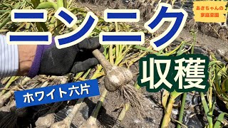 ニンニクの収穫【ホワイト六片】【家庭菜園】(2023)