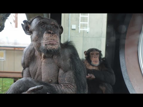 Who would hurt a chimpanzee? Of course it would be Asahiyama Zoo.　Chimpanzee 202410