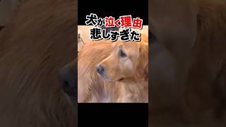 犬にも感情があります #ゴールデンレトリバー #かわいい動物動画 #おもしろ動物動画