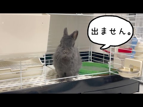 あめだまが全くケージから出てこなくなりました。【ネザーランドドワーフのコッペ】