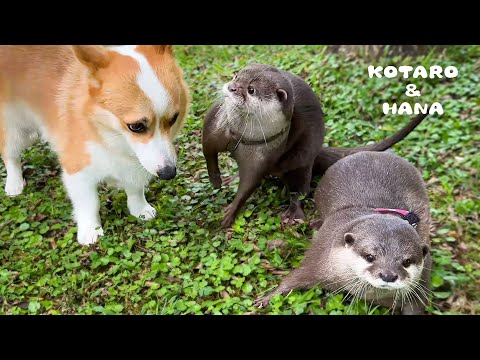 Otters UNLEASHED 2:  Fun Vacation Boogaloo!