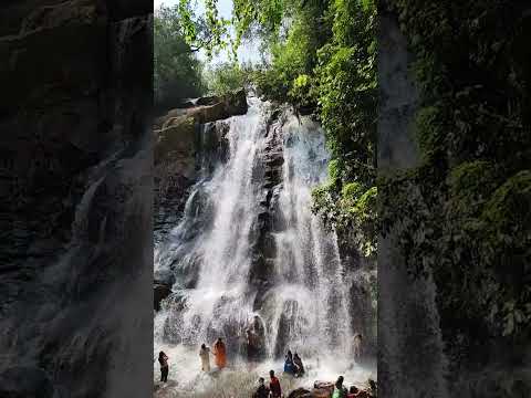 Sirimane falls sringeri #sringeri #chikmagalur #waterfalls #nature