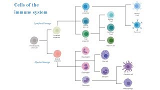 Cells of the Immune System (Brittany Anderton)