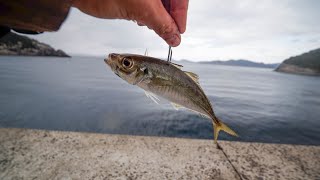 離島の堤防から小アジを泳がせたら一瞬で凄まじい釣果に…