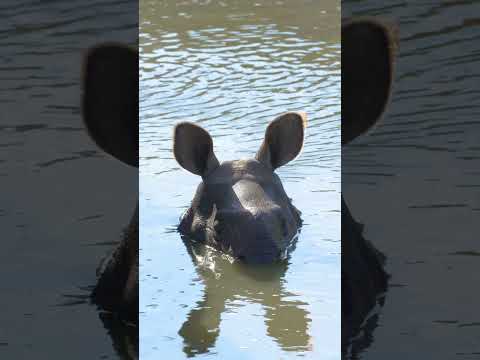 Tiny Tank Wallow