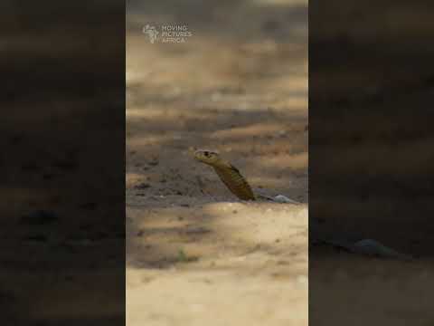 Cobra vs Crows #shorts #cobra #snake #kalahari #kgalagadi #wildlifephotography #birds #botswana