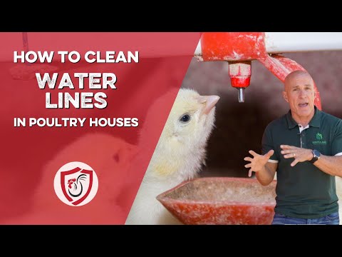 How to Clean Chicken Drinker Lines