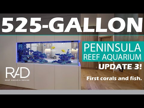 ADDING THE FIRST SET OF FISH & CORALS IN THIS AWESOME 525-GALLON PENINSULA REEF AQUARIUM - UPDATE 3!