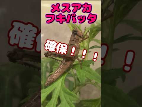 飛べないバッタ？！？ #昆虫 #虫取り#バッタ #年子育児 #insects #shorts