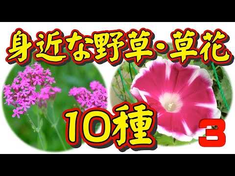 【身近な野草・草花図鑑③】身近な野草・草花を、季節に関係なく１０種類をピックアップして詳しく解説しました。特に草花の「名前の由来」について、どうしてそんな名前がついたのか、有力な説を載せました。