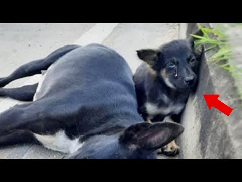 Devastated Puppy Stands By Her Mom On The Road, Waiting For Her To Get Up