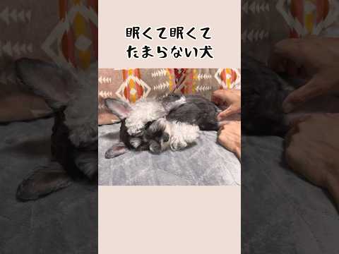 眠い目を擦る仕草がたまらなく可愛いミニチュアシュナウザー #shorts # #ペット動画 #犬のいる暮らし #schnauzer #いぬ #いぬのきもち #シュナウザー