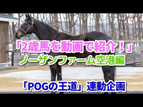 「2歳馬を動画で紹介！」ノーザンファーム空港編【POGの王道】