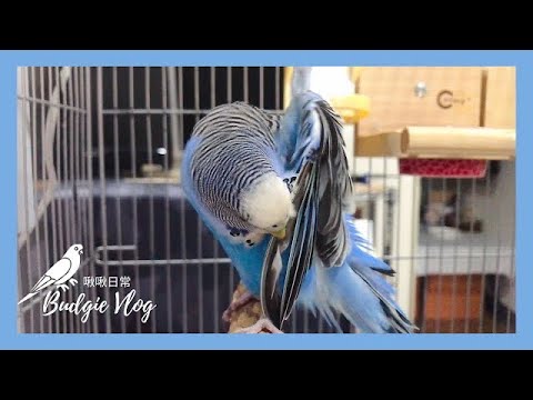 05｜鸚鵡日常｜優雅理毛｜虎皮鸚鵡 Budgie セキセイインコ【啾啾鳥日常】