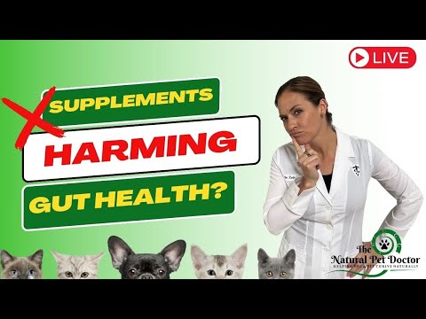 Behind the Label: Are You Using Supplements That Are Harmful To Your Pet's Gut Health