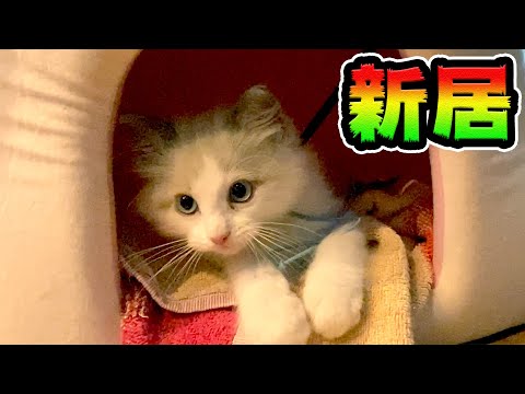 おウチが嫌いなラグドール 生後2ヵ月の子猫